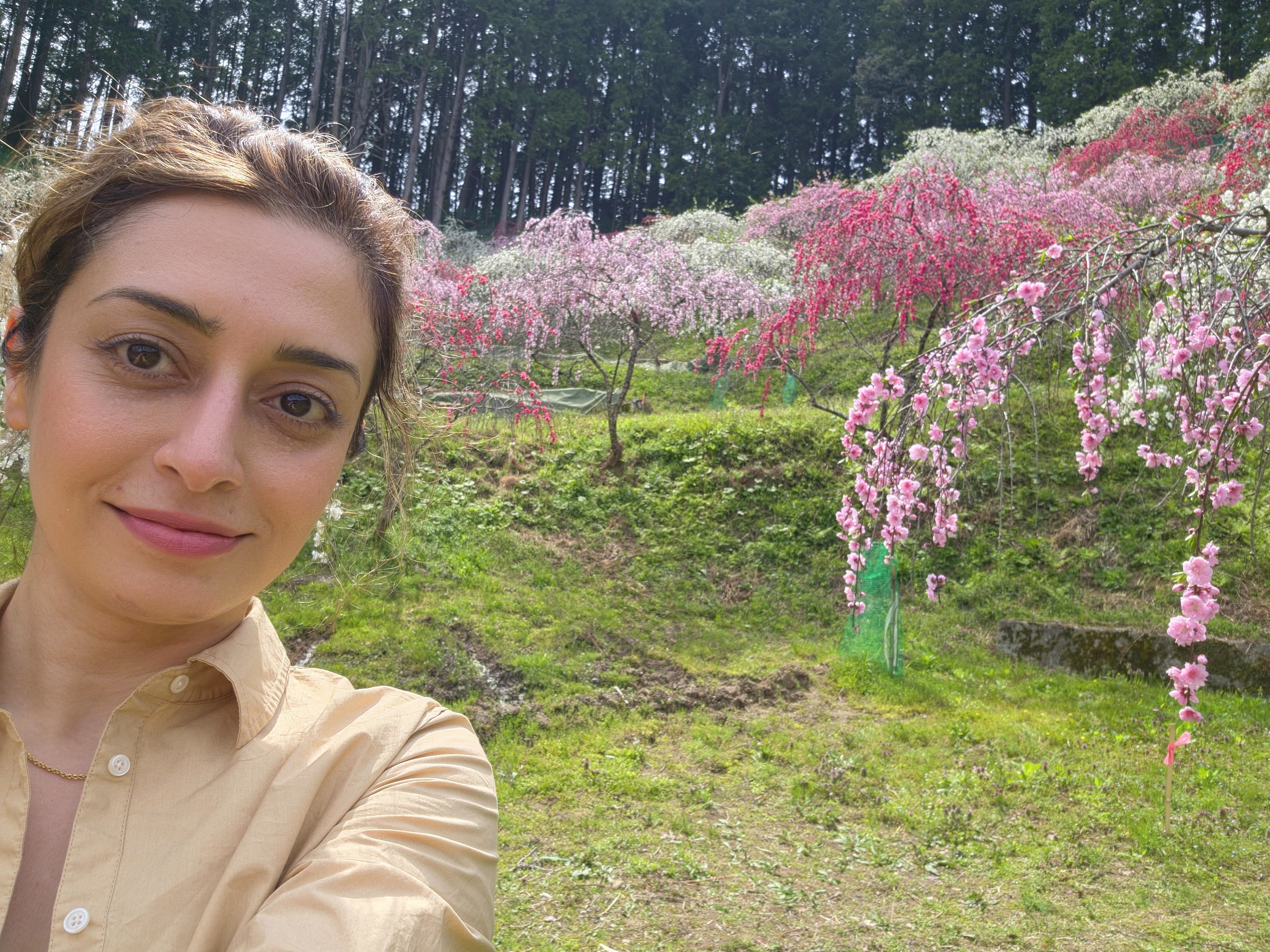 Picture of Elham Nikpey in front of cherry blossom trees