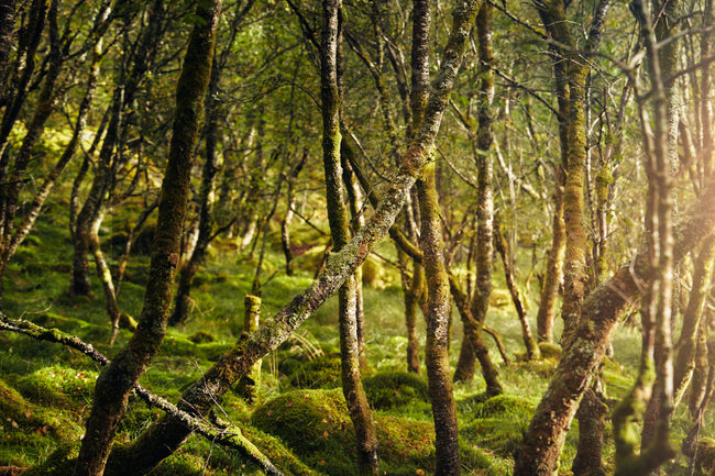 Mossy forest floor with trees in a natural setting