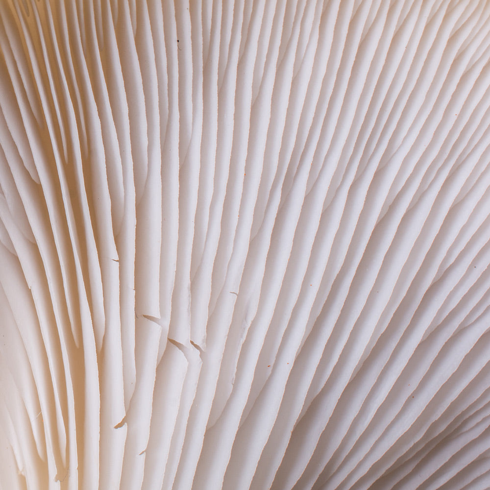 Close-up of a mushroom gill structure